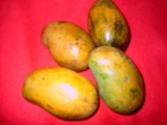 கறுத்தக்கொழும்பான்.