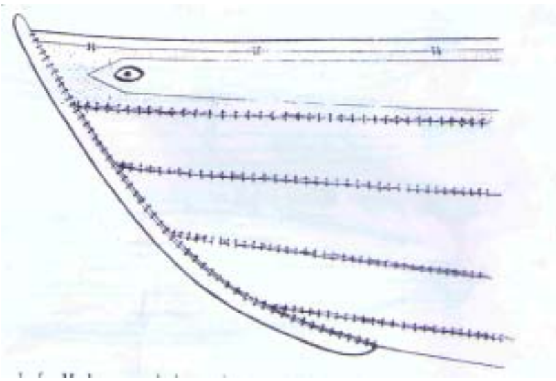 bow of - படவு, சலங்கு.png