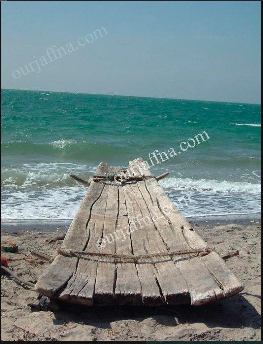 நீள்மரம், மேங்கா.jpg