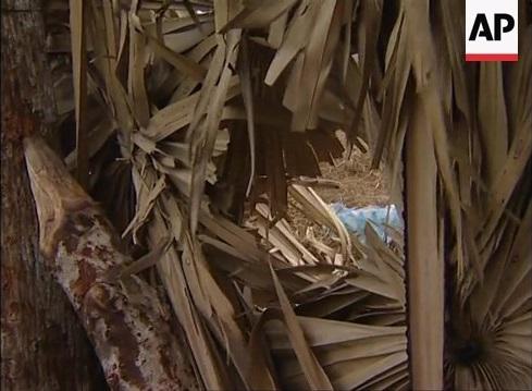 vavunatheevu tamil tigers images batticalo ltte 141.jpg