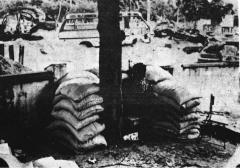 tamil tiger in his defensive position.jpg