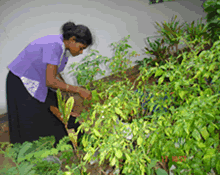 Harvesting vegetables1.gif