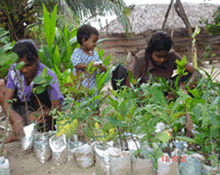 Nrursary for planting1.gif