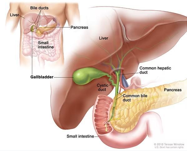 large.Gallbladder.jpg.3b3cae6edbb590b9b362386a902f4872.jpg