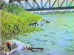 Massacre by Sri Lankan Muslims in Batticalo and Amparai (4).jpg