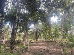 Akkarayan coconut plantation.JPG