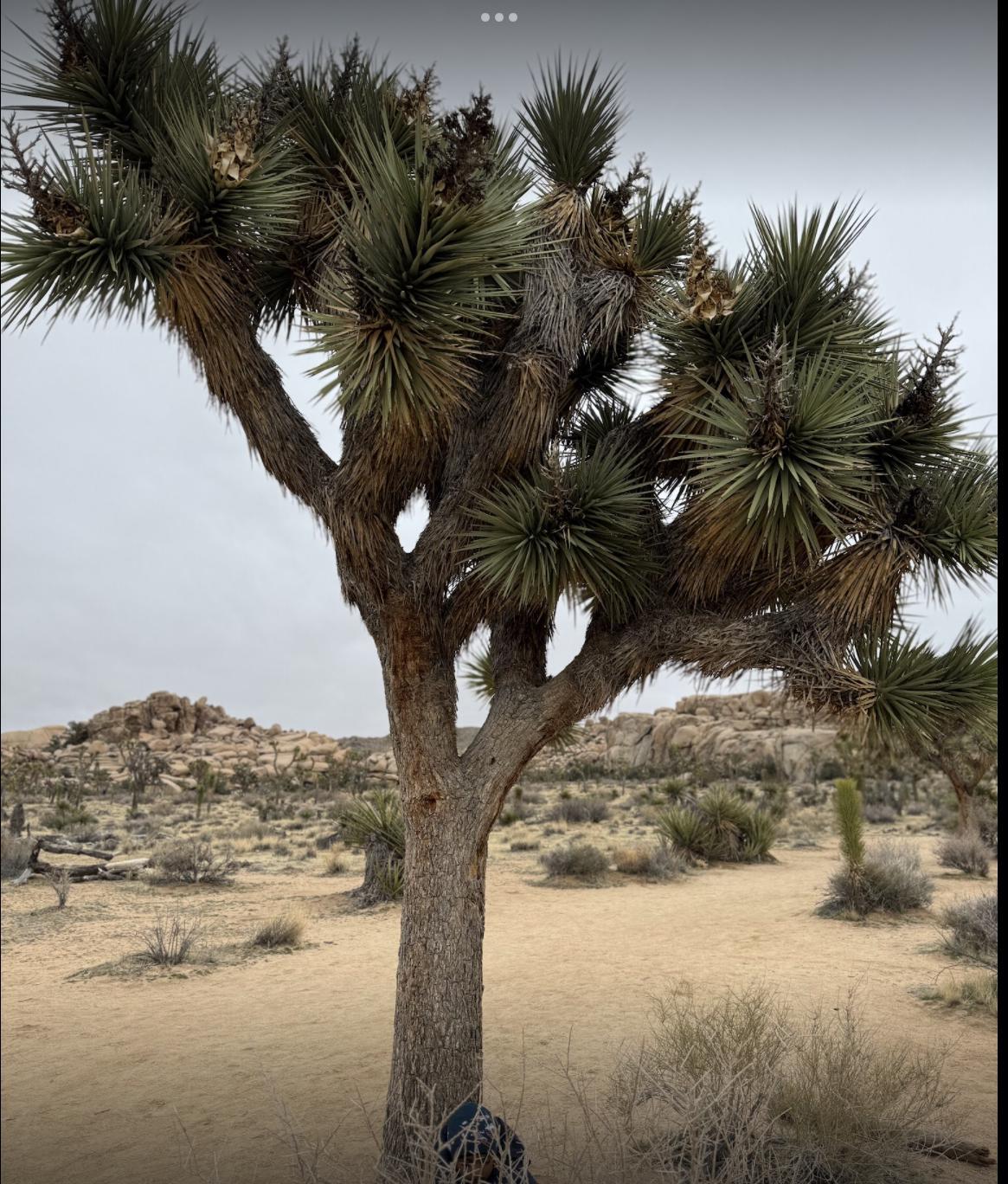 large.IMG_2274.jpeg.cf8575c506dbfae24918