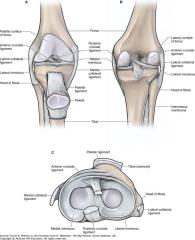Morton et al. Knee joint