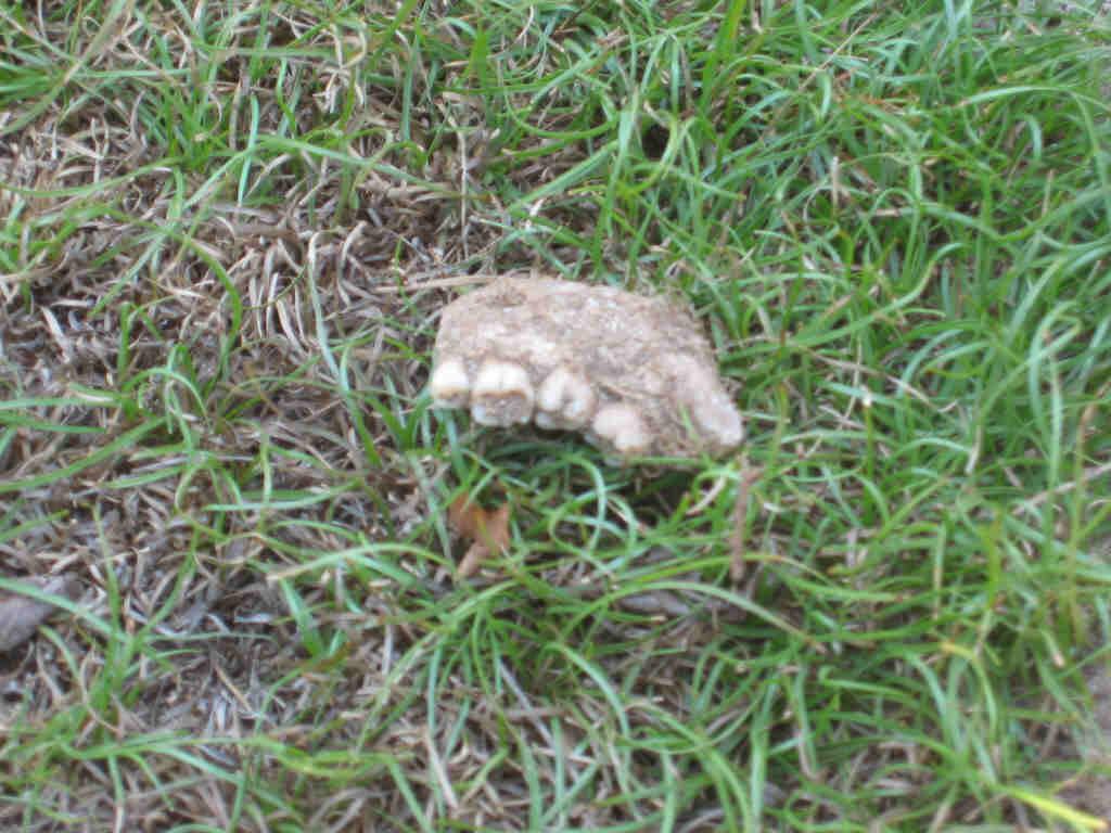 Thiraykeeni massacre by muslim - remains (4).jpg