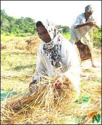 Krishnan Sivajothy beating a sheaf of paddy on the threshing floor of a field in Thangavelauthapuram..jpg