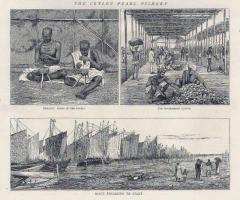 The Ceylon Pearl Fishery, 1874..jpg