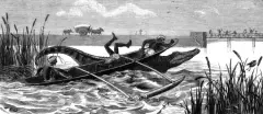 crocodile-hunting-1881- amparai, Kalmunai | Pilaavu type boat