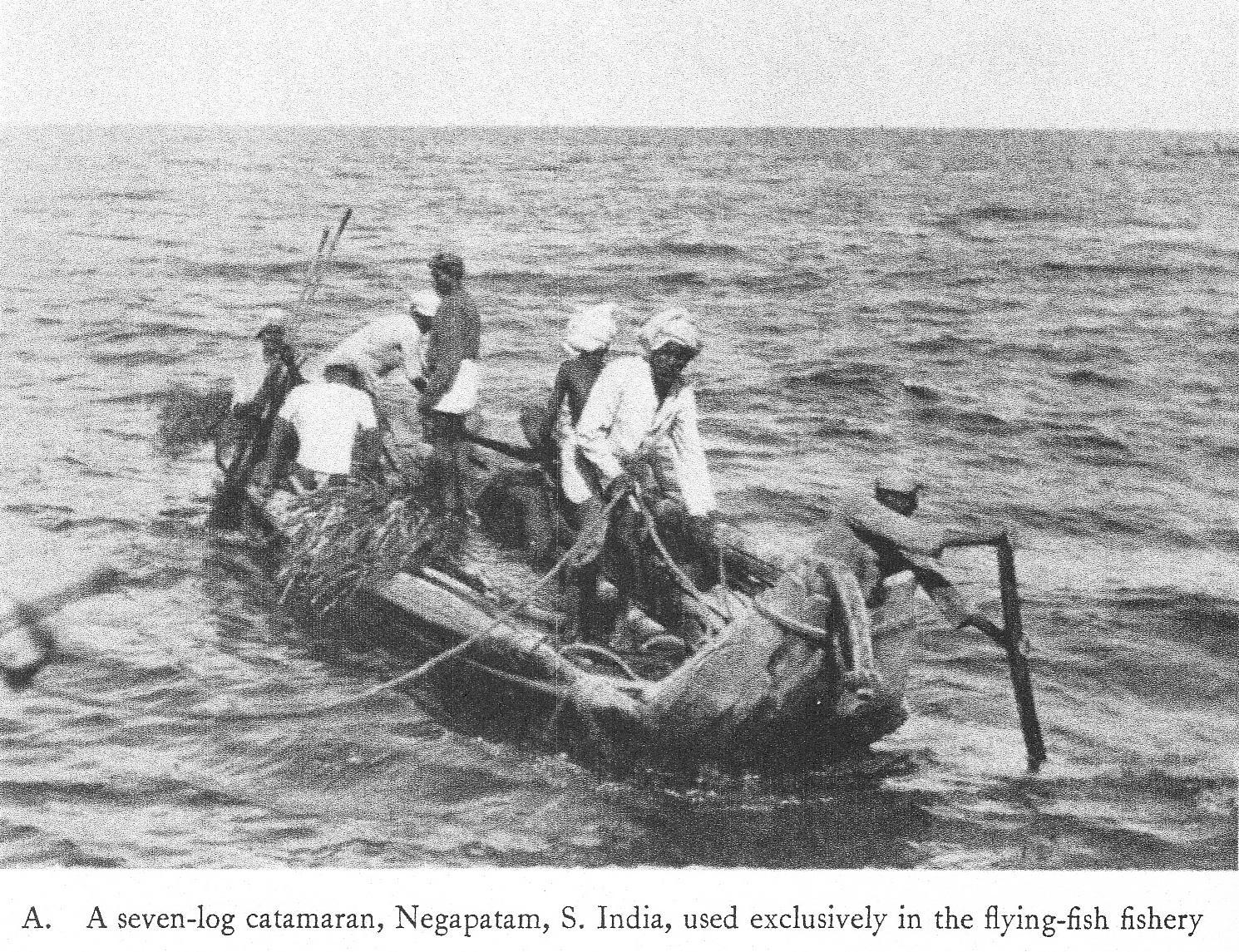 கோலம், கோலமரம், கட்டுத்தோணி.jpg