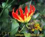 அகதி