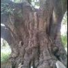 வல்வை லிங்கம்